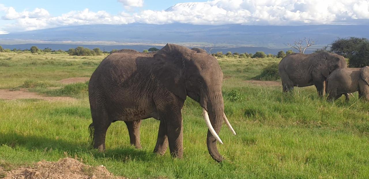 Wild Amboseli Ndovu Cottage. Dış mekan fotoğraf