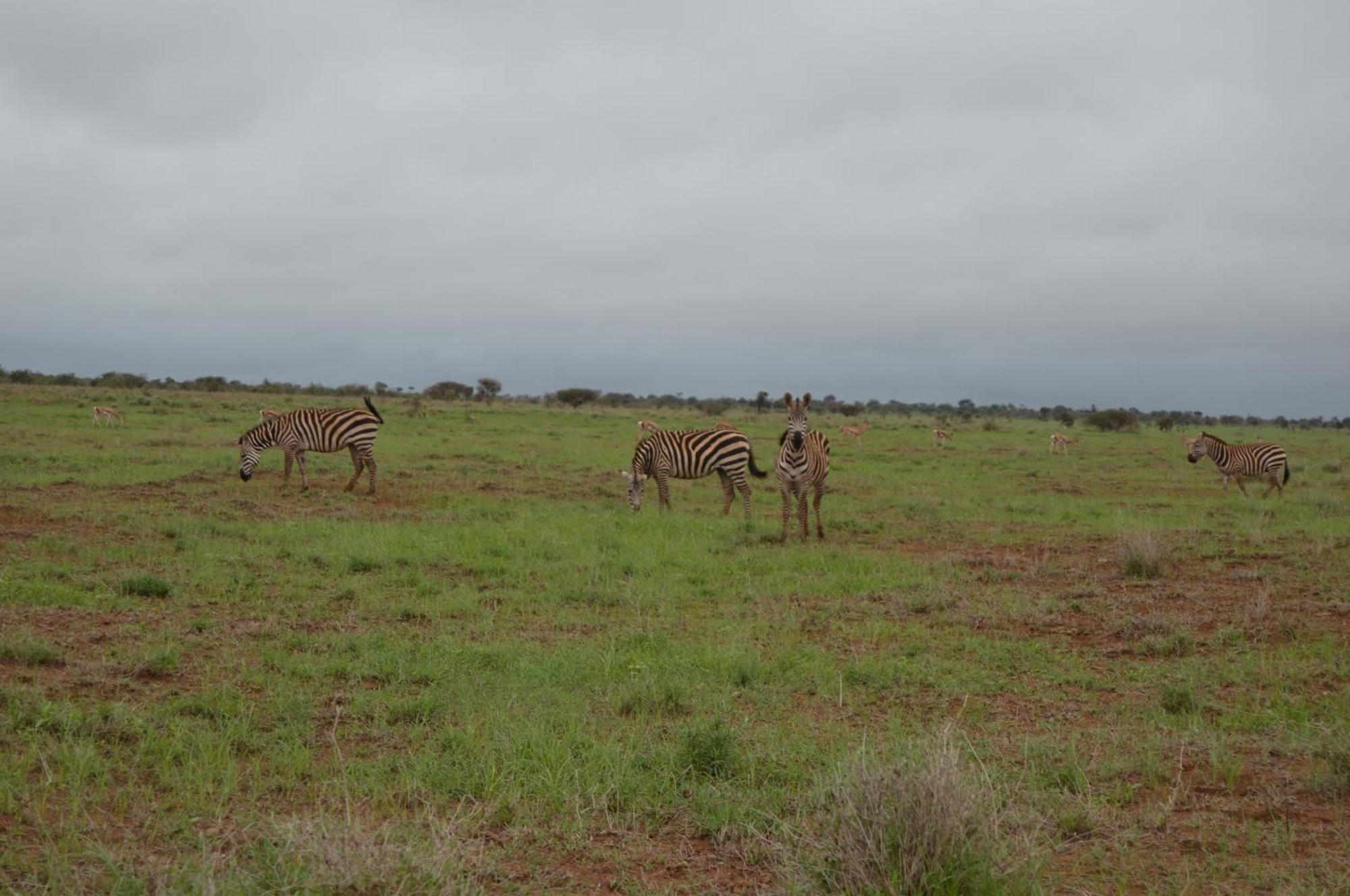 Wild Amboseli Ndovu Cottage. Dış mekan fotoğraf